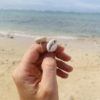 Cowry ring - Image 2